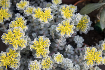 Sedum Plants 'Cape Blanco', 2 of 6