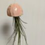 Ceramic Shell Jellyfish Air Plant Gift For Plant Lover, thumbnail 6 of 12