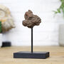 Dinosaur Poo Bespoke Solid Oak Stand Real Authentic Dinosaur Fossil Natural History Interior Design Home Decor Display Gift Ornament, thumbnail 1 of 3