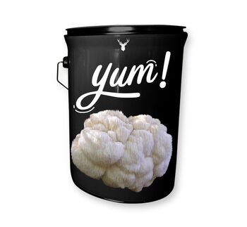 'Yum' Organic Lion's Mane Mushroom Grow Kit, 4 of 4