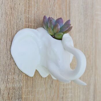 Elephant Wall Hanging Planter With Choice Of Plant, 3 of 5