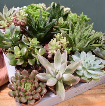 Succulent Mix Five.5cm Pots Surprise Plants, 4 of 8