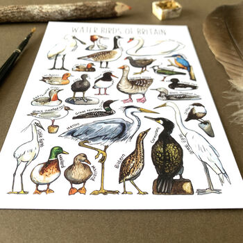 Water Birds Of Britain Watercolour Postcard, 12 of 12