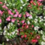 Begonia 'Green Leaf Mixed', thumbnail 7 of 9