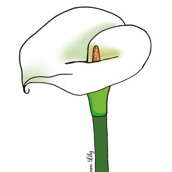 Arum Lily Print, 6 of 6