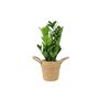 Zamioculcas Zanzibar Gem In 12cm Pot, thumbnail 2 of 7