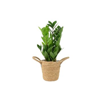 Zamioculcas Zanzibar Gem In 12cm Pot, 2 of 7