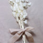 Natural Dried Bleached Lunaria Honesty Bunch, thumbnail 2 of 4