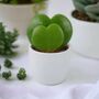 Duo Hoya Heart Plant – Easy Care 6cm Succulent Gift, thumbnail 6 of 8