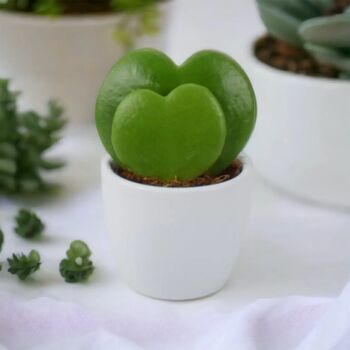 Duo Hoya Heart Plant – Easy Care 6cm Succulent Gift, 6 of 8