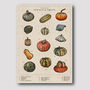 Pumpkin And Squash Artwork Print, thumbnail 2 of 8