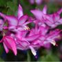 Christmas Cactus Pink 'Exotic Dancer' One X 15cm Pot, thumbnail 4 of 5