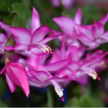 Christmas Cactus Pink 'Exotic Dancer' One X 15cm Pot, 4 of 5