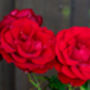 Climbing Rose 'Dublin Bay' One X Bare Rooted Plant, thumbnail 3 of 6