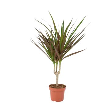 Dracaena Marginata Dragon Tree – 12cm Indoor Plant, 6 of 8
