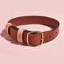 Luxury Leather Dog Collar, thumbnail 7 of 12