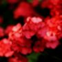 Flowers Geranium 'Deep Scarlet' 20 X Plant Pack, thumbnail 3 of 5