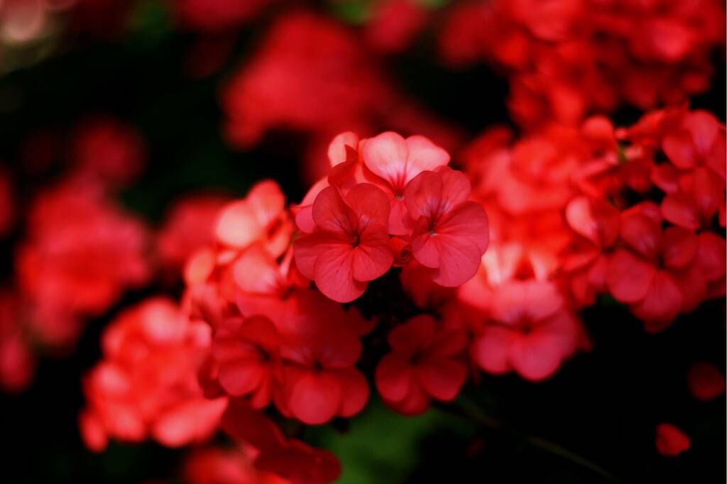 Flowers Geranium 'Deep Scarlet' 20 X Plant Pack By Acqua Garden