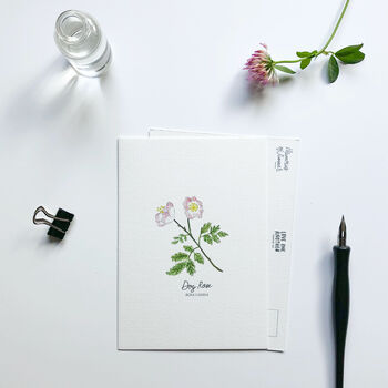 Botanical Wildflowers Hand Illustrated Postcard Set, 3 of 8