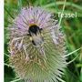 Bring Back Biodiversity Wildflower Seed Packet, thumbnail 8 of 9