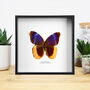 Gold Edged Owl Butterfly Handcrafted Frame, thumbnail 1 of 3