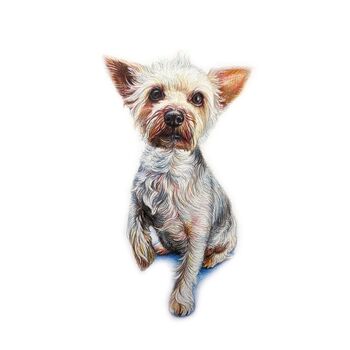 Hand Drawn Pencil Pet Portrait Drawing Or Gift Voucher, 7 of 12