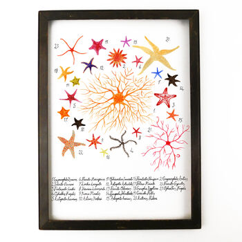 Asterozoa Starfish Art Print, 3 of 7