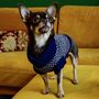 The Monti Lambswool Scarf And Dog Jumper, thumbnail 5 of 12
