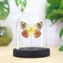 Delias Caeneus Insect Bug Moth Butterfly Bell Jar Entomology Taxidermy Interior Design Home Decor Cloche Modern Display Gift Ornament, thumbnail 1 of 4