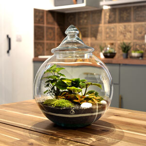 Terrariums | notonthehighstreet.com