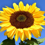 Grow Your Own Giant Sunflower. Seeds Growing Kit, thumbnail 3 of 4
