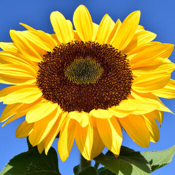 Grow Your Own Giant Sunflower. Seeds Growing Kit, 3 of 4