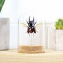 Titan Stag Beetle Bug Entomology Glass Bell Jar, thumbnail 1 of 4