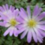 Anemone Blanda Charmer – 20 Pink Anemone Corms, thumbnail 4 of 4