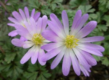Anemone Blanda Charmer – 20 Pink Anemone Corms, 4 of 4