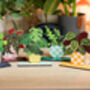 Calathea Unkillable Houseplant Pop Out Card, thumbnail 4 of 4