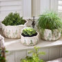 Varen Set Of Three Fern Planters, thumbnail 1 of 5