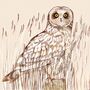 'Short Eared Owl' Print, thumbnail 3 of 3