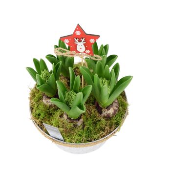 Christmas Hyacinth Bowl – 5 Festive Fragrant Bulbs, 3 of 8