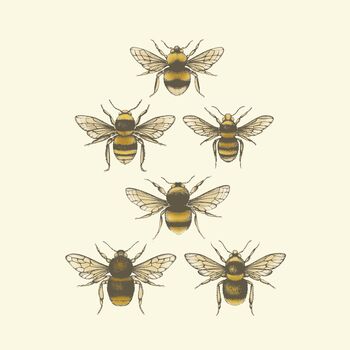'British Bees' Fine Art Print Colour, 3 of 8