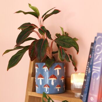 Blue Embossed Toadstool Ceramic Planter, 3 of 3