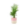 Chamaedorea Elegans Parlor Palm In 12cm Pot, thumbnail 4 of 11