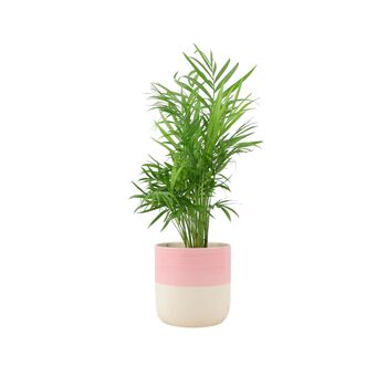 Chamaedorea Elegans Parlor Palm In 12cm Pot, 4 of 11