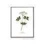 Set Of Six Vintage Botanical Art Prints | A4 Lithograph Style With Latin Names | Wall Art For Home Interiors, thumbnail 12 of 12