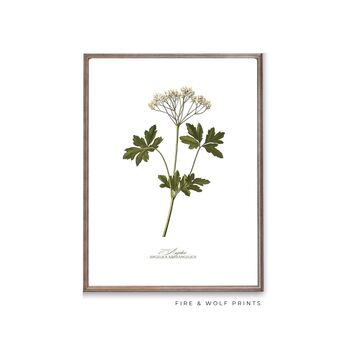 Set Of Six Vintage Botanical Art Prints | A4 Lithograph Style With Latin Names | Wall Art For Home Interiors, 12 of 12