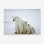 Placemats Featuring A Polar Bear Family, thumbnail 1 of 2