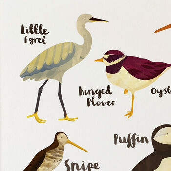 'British Seabirds' Illustrated Print, 4 of 7
