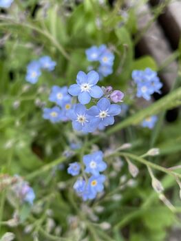 Real Forgetmenot Flowers Stud Earrings Waterproof Hypoallergenic Two Sizes, 8 of 8