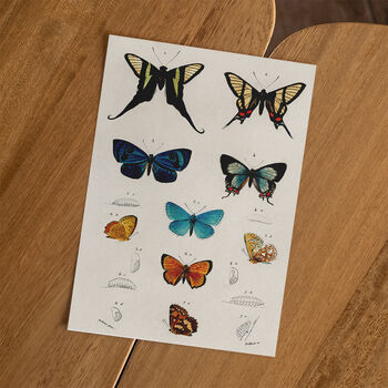 Vintage Butterfly Illustration Wall Art Print, 3 of 7