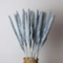 Grey Feather Pampas Grass Stems, thumbnail 2 of 2